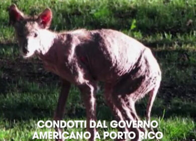 Esiste davvero il chupacabra?