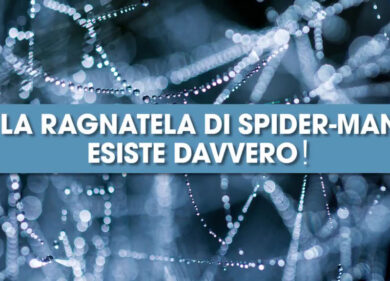 La ragnatela di Spider-Man esiste davvero!