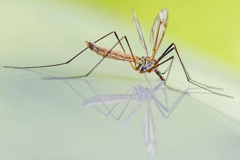 Chikungunya, stop alle donazioni di sangue per 1 milione 200 mila romani Chikungunya, stop alle donazioni di sangue per 1 milione 200 mila romani