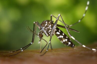 Chikungunya: app geocalizze le zone con zanzare. APP CHIKUNGUNYA