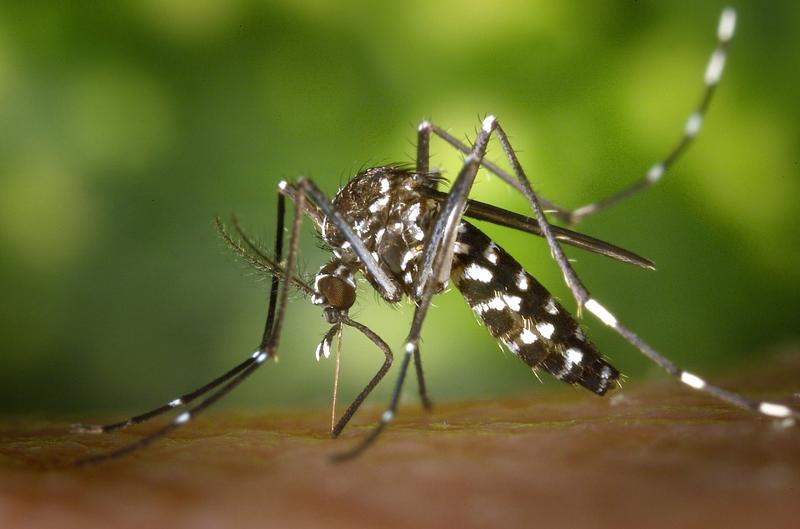 Chikungunya: app geocalizze le zone con zanzare. APP CHIKUNGUNYA Chikungunya: app geocalizze le zone con zanzare. APP CHIKUNGUNYA