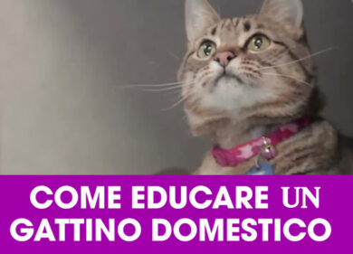 Come educare un gattino