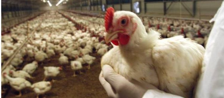 Unaitalia, da animalisti immagine distorta allevamenti polli Unaitalia, da animalisti immagine distorta allevamenti polli