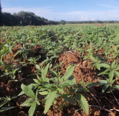 Marijuana a scopo terapeutico, si rubano anche quella, ma per sbaglio