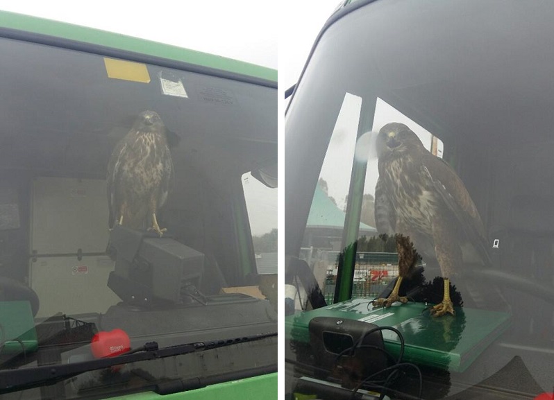 Milano, falco pellegrino “alla guida” di un mezzo Amsa. FOTO