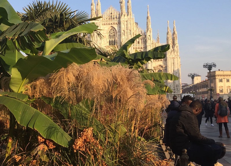 Sardone: “Palme e banane in Duomo: degrado, rifiuti e venditori abusivi” Sardone: “Palme e banane in Duomo: degrado, rifiuti e venditori abusivi”