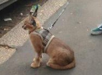 Sembra un cagnolino ma è letale. “Trovatelo”: l’allarme del Comune. FOTO