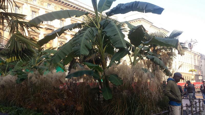 Sardone: “Palme e banane in Duomo: degrado, rifiuti e venditori abusivi” Sardone: “Palme e banane in Duomo: degrado, rifiuti e venditori abusivi”