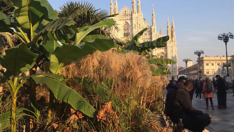 Sardone: “Palme e banane in Duomo: degrado, rifiuti e venditori abusivi” Sardone: “Palme e banane in Duomo: degrado, rifiuti e venditori abusivi”