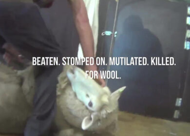 Pecore prese a calci e pugni durante la tosatura: Peta diffonde video choc