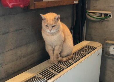Gatto Biscotto star di Baggio: il beniamino del Municipio 7 di Milano. FOTO
