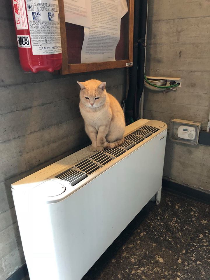 Gatto Biscotto star di Baggio: il beniamino del Municipio 7 di Milano. FOTO
