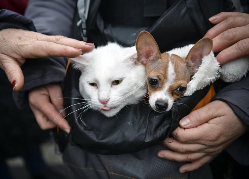 Capodanno, cani e gatti sotto stress per i botti. Come combattere la paura Capodanno, cani e gatti sotto stress per i botti. Come combattere la paura
