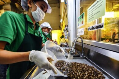 Novel food: insetti, scorpioni e tarantole. In Ue è rivoluzione