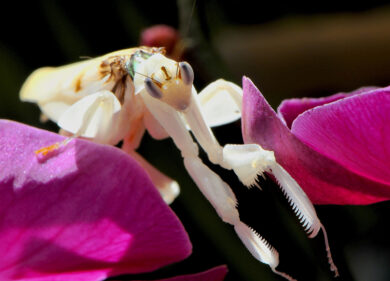 Bioparco, scatta la caccia alle 5 befane: maxi-festa per i più piccoli