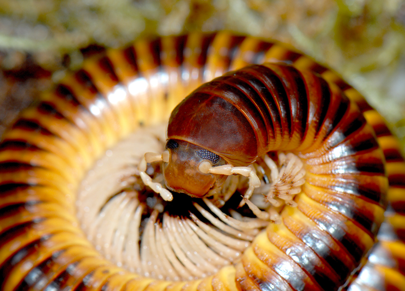 Bioparco, scatta la caccia alle 5 befane: maxi-festa per i più piccoli Bioparco, scatta la caccia alle 5 befane: maxi-festa per i più piccoli