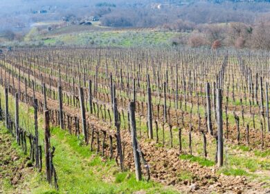 Il Borro presenta nuova annata 2016, 100% biologica, ad Anteprime Toscana 2018