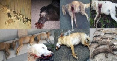 Animali, strage di cani a Sciacca. La denuncia choc dell’Enpa