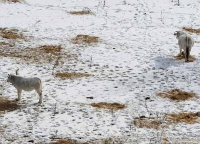 Gelo e neve con Burian. Emergenza freddo anche per gli amici animali