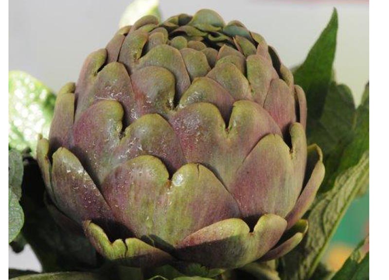 Dieta dei carciofi: dimagrire con carciofi e perdere 2kg in 7giorni Dieta dei carciofi: dimagrire con carciofi e perdere 2kg in 7giorni