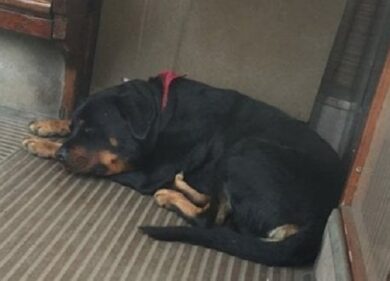 Otto, il rottweiler del tram 5 di Milano ritrova il suo padrone