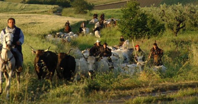 Unesco: candidata la Transumanza Si eviti la gaffe ‘Longobardorum’ Unesco: candidata la Transumanza Si eviti la gaffe ‘Longobardorum’