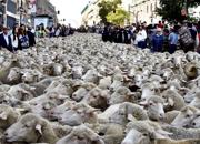 Unesco: candidata la Transumanza Si eviti la gaffe ‘Longobardorum’
