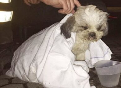 Crollo palazzina a Rescaldina: dopo una settimana trovato un cane ancora vivo