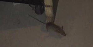 Aeroporto Fiumicino, topi al terminal partenze. Cub: “Non è un caso isolato”