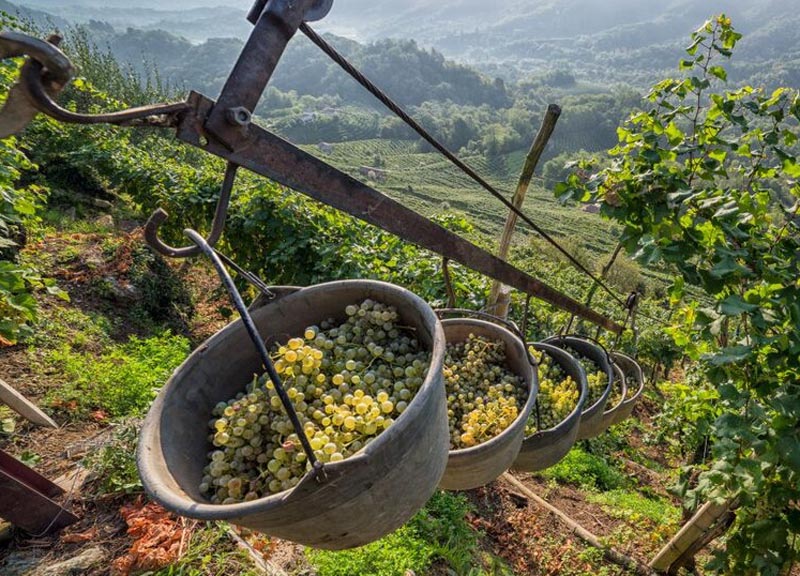 Prosecco, Mionetto acquisisce la Tenuta Monforte Prosecco, Mionetto acquisisce la Tenuta Monforte