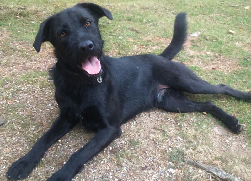 Fregene, Enpa contro l’abbandono dei cani: microchip gratis per un giorno Fregene, Enpa contro l’abbandono dei cani: microchip gratis per un giorno