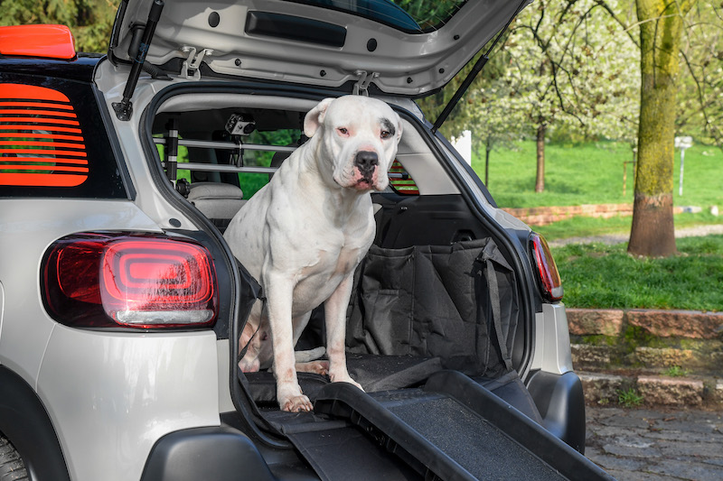 “Pet à porter” Citroen pensa agli amici a quattro zampe “Pet à porter” Citroen pensa agli amici a quattro zampe