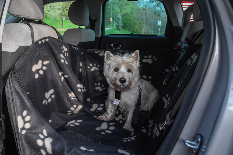 “Pet à porter” Citroen pensa agli amici a quattro zampe “Pet à porter” Citroen pensa agli amici a quattro zampe