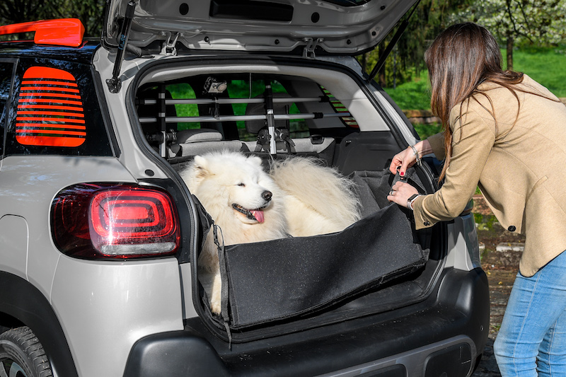“Pet à porter” Citroen pensa agli amici a quattro zampe “Pet à porter” Citroen pensa agli amici a quattro zampe