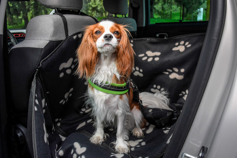 “Pet à porter” Citroen pensa agli amici a quattro zampe “Pet à porter” Citroen pensa agli amici a quattro zampe
