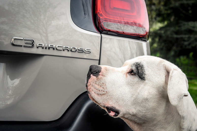 “Pet à porter” Citroen pensa agli amici a quattro zampe “Pet à porter” Citroen pensa agli amici a quattro zampe