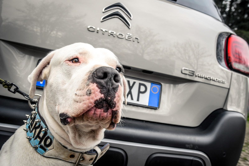 “Pet à porter” Citroen pensa agli amici a quattro zampe “Pet à porter” Citroen pensa agli amici a quattro zampe