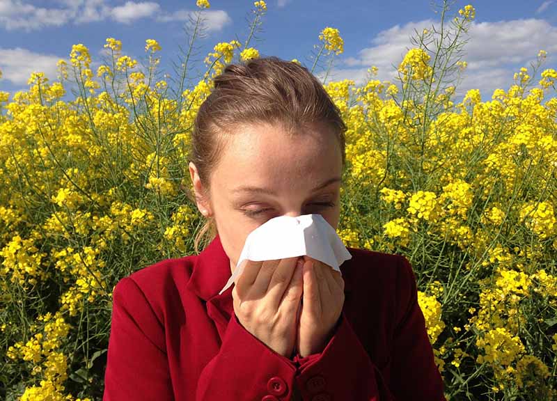 Allergie, 6 mln di italiani in “crisi”. Rimedi naturali per i guai da polline Allergie, 6 mln di italiani in “crisi”. Rimedi naturali per i guai da polline