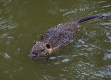 Cremona, cittadine invase dalle nutrie. Il sindaco: “Mangiamole”
