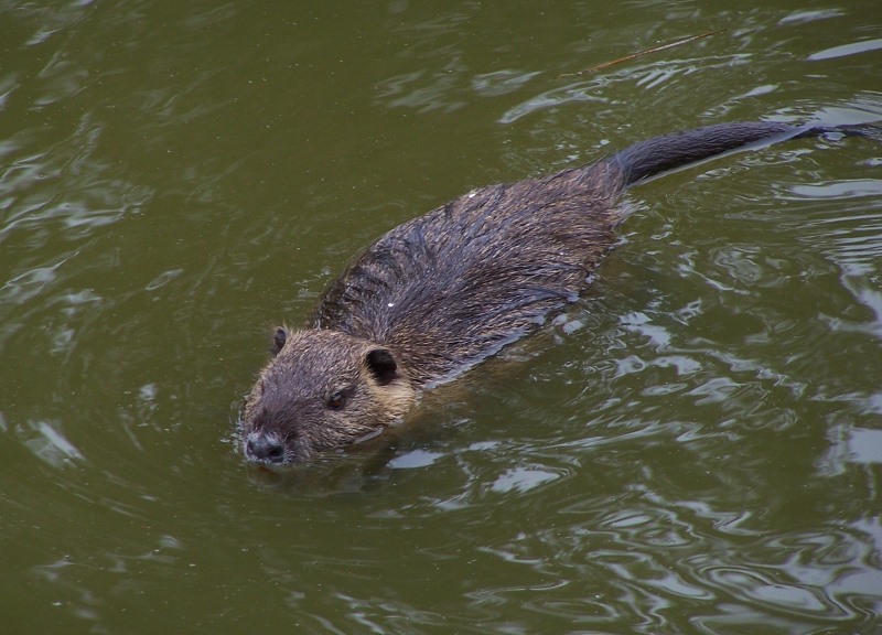 Cremona, cittadine invase dalle nutrie. Il sindaco: “Mangiamole” Cremona, cittadine invase dalle nutrie. Il sindaco: “Mangiamole”