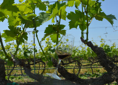 Conti Zecca tra i 100 vini più amati (e venduti) d’Italia