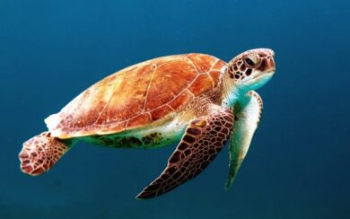 Tartarughe protette vendute sul web: denunciato a Lecce