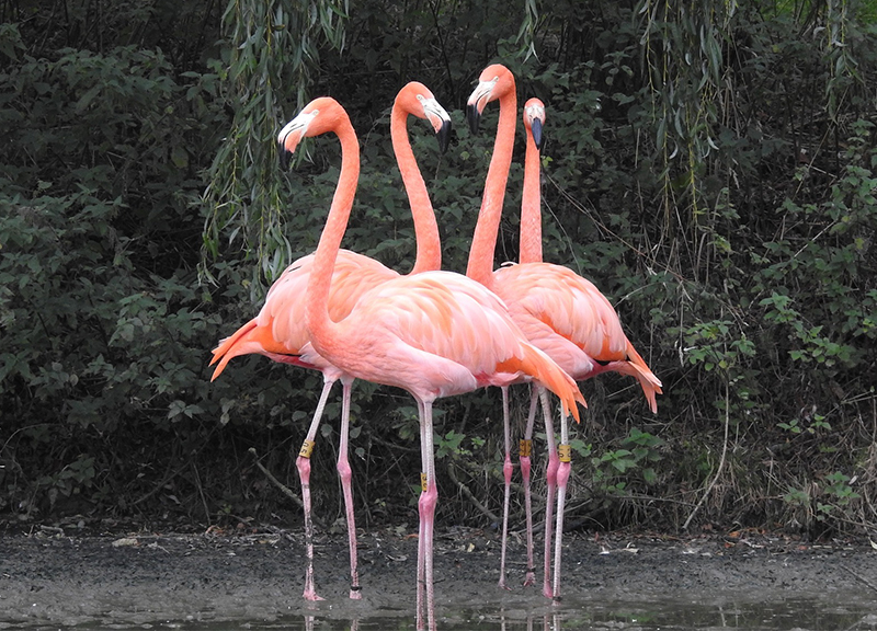 Fenicotteri rosa, Sardegna: a Cagliari i fenicotteri rosa nascono da 25 anni