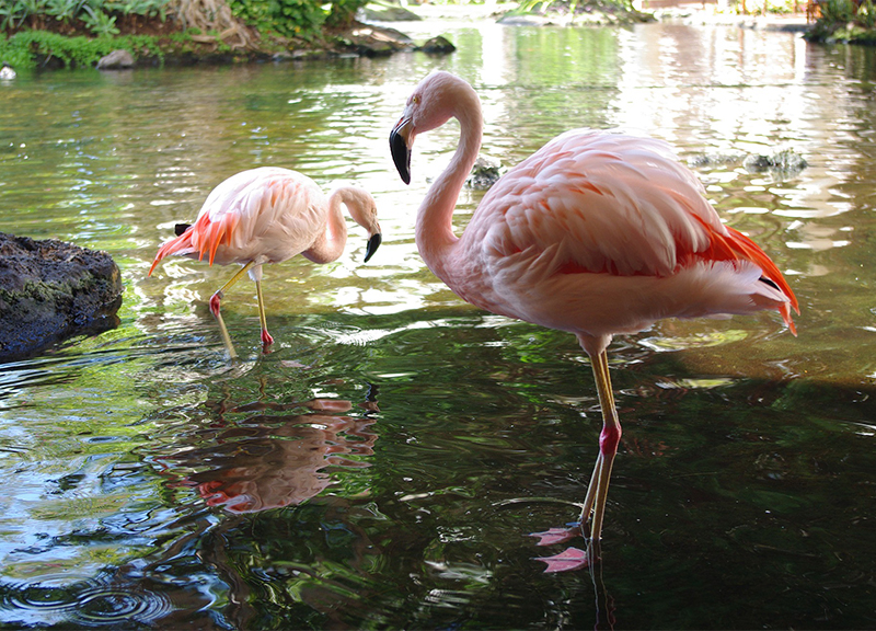 Fenicotteri rosa, Sardegna: a Cagliari i fenicotteri rosa nascono da 25 anni