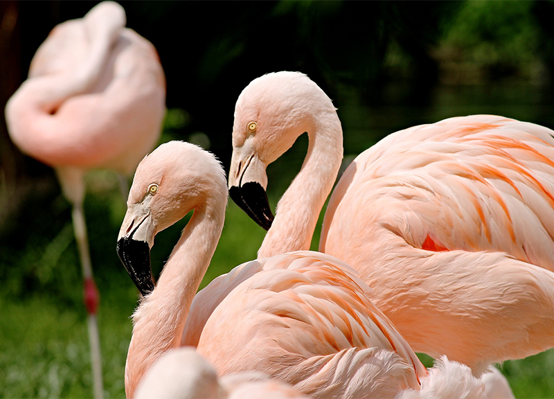 Fenicotteri rosa, Sardegna: a Cagliari i fenicotteri rosa nascono da 25 anni