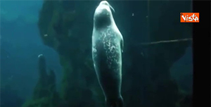 Il cucciolo di foca fa la nanna all’Acquario e il video diventa subito virale