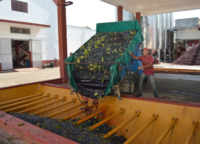 Salento, Cantina San Donaci brinda ai suoi primi 85 anni Salento, Cantina San Donaci brinda ai suoi primi 85 anni