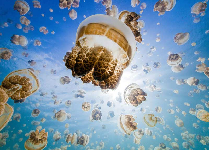 Meduse killer, dalle Filippine ad Anzio: è allarme. Il vademecum anti-puntura