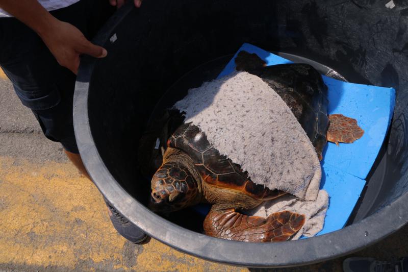 Tartarughe rilasciate a largo di Anzio. Circe e Billa tornano libere
