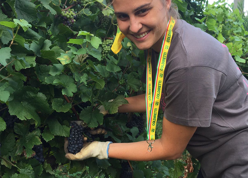 Vendemmia 2018, Coldiretti: produzione in crescita tra il 10% e il 20%. Vendemmia 2018, Coldiretti: produzione in crescita tra il 10% e il 20%.